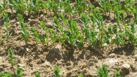 crop-report-saneco-flax-calvados-may-2016-field