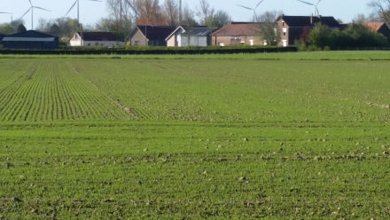 crop-report-saneco-flax-calvados-may-2016-field