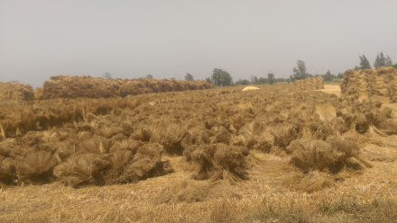 crop-report-saneco-flax-calvados-may-2016-field-egypt