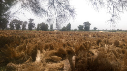 crop-report-saneco-flax-calvados-may-2016-field-egypt