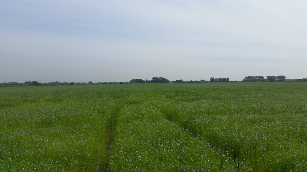 lins relevés le 10 juin 2016 à Herlies