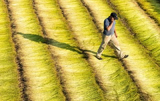 normandie-lin-champs-production-marché