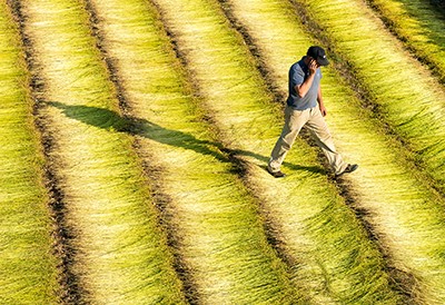 normandie-lin-champs-production-marché