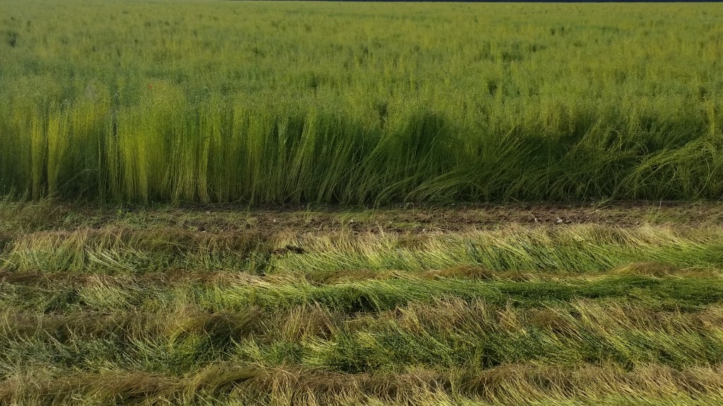 SANECO flax linen july 2016 crop report