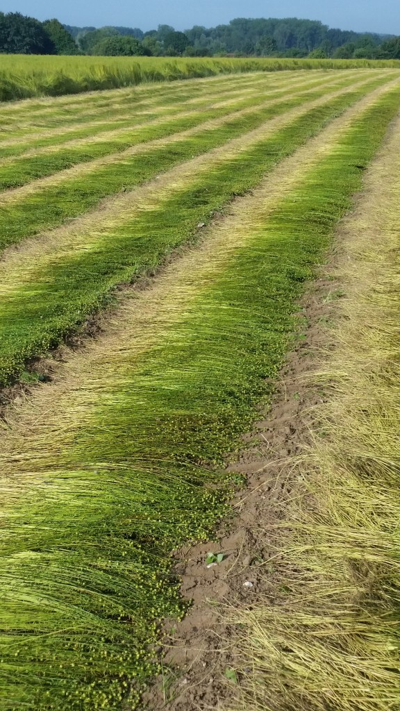 SANECO flax linen july 2016 crop report
