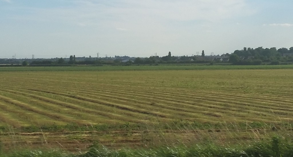 SANECO flax linen july 2016 crop report