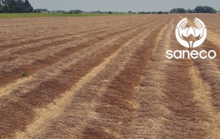 rapport recolte saneco flax linen fiber crop report