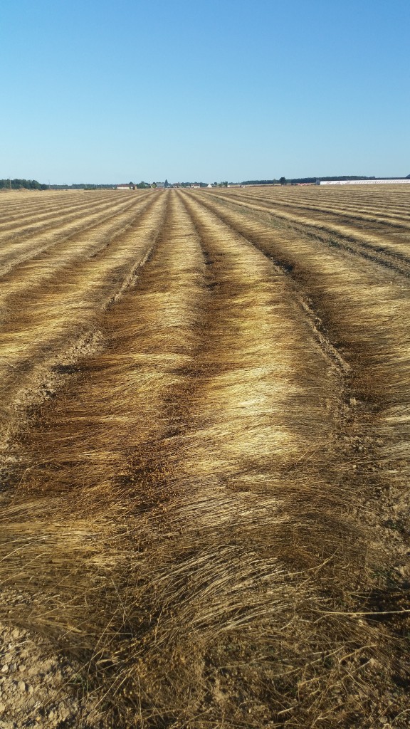 lins-Conches-non-rouis-flax