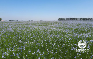 champ de lin en fleurs juin 2018