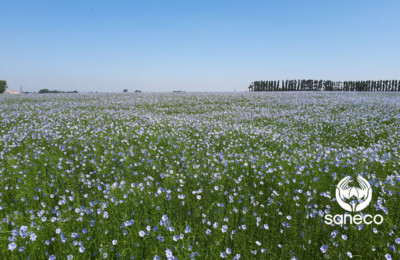 champ de lin en fleurs France