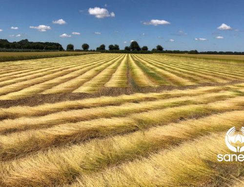 Flax crop report – July 23 2018