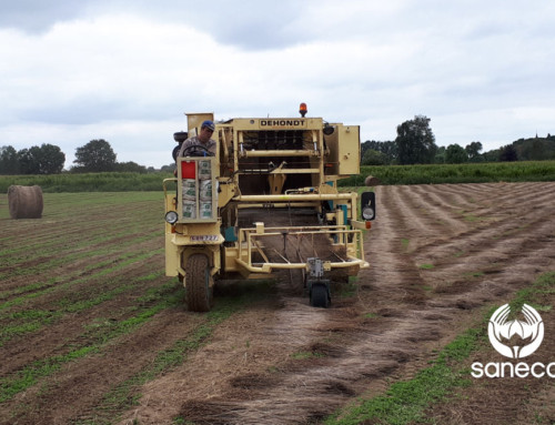 Flax crop report – August 24 2018