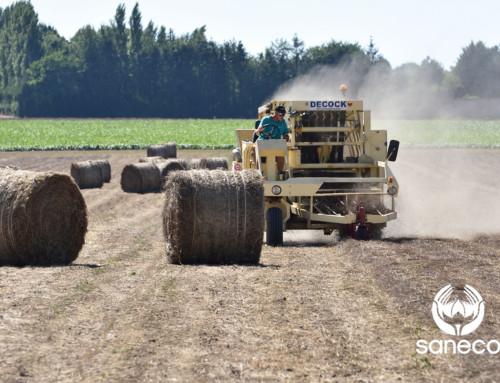 Flax Crop Report – August 31 2018